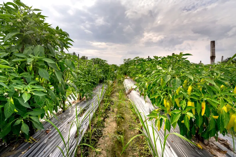 长三角日化品牌如何选择膏霜罐与粉盒的材质与印刷工艺